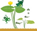 Frog life cycle. Royalty Free Stock Photo